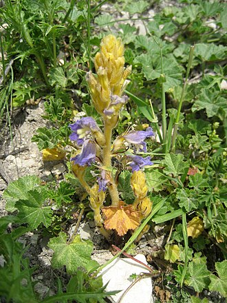 Hemp broomrape: Orobanche ramosa . Silifke , Mersin province, Turkey , growing near old walls of Silifke castle.