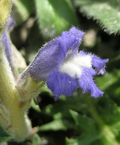 Hemp broomrape: Orobanche ramosa . Silifke , Mersin province, Turkey , growing near old walls of Silifke castle.