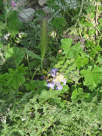 Hemp broomrape: Orobanche ramosa , with host plant.. Silifke , Mersin province, Turkey , growing near old walls of Silifke castle.