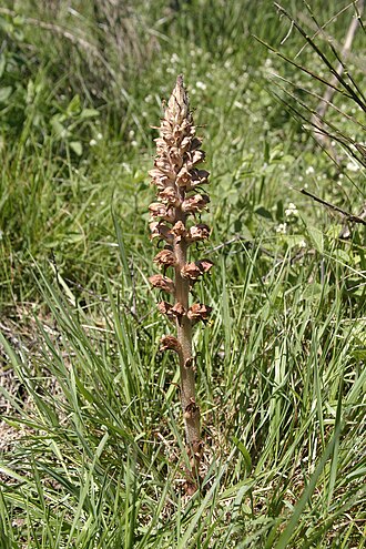 Greater broomrape: Orobanche rapum-genistae