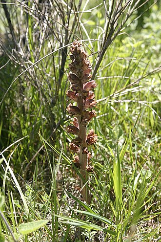 Greater broomrape: Orobanche rapum-genistae