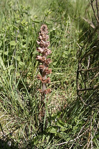 Greater broomrape: Orobanche rapum-genistae