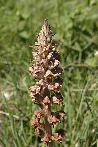 Greater broomrape: Orobanche rapum-genistae