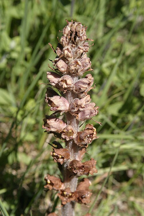 Greater broomrape: Orobanche rapum-genistae