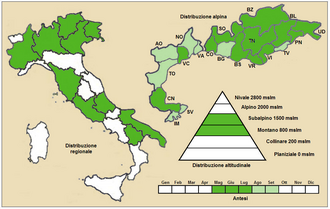Thistle broomrape: Orobanche reticulata - Distribuzione