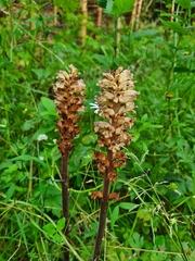 Thistle broomrape (Orobanche reticulata)