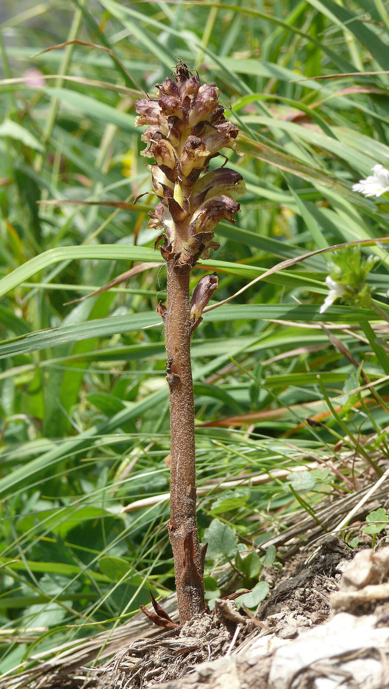 Thistle broomrape: Orobanche reticulata , Allgäuer Alpen, Deutschland