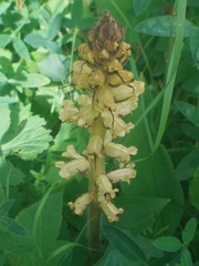 Thistle broomrape (Orobanche reticulata)