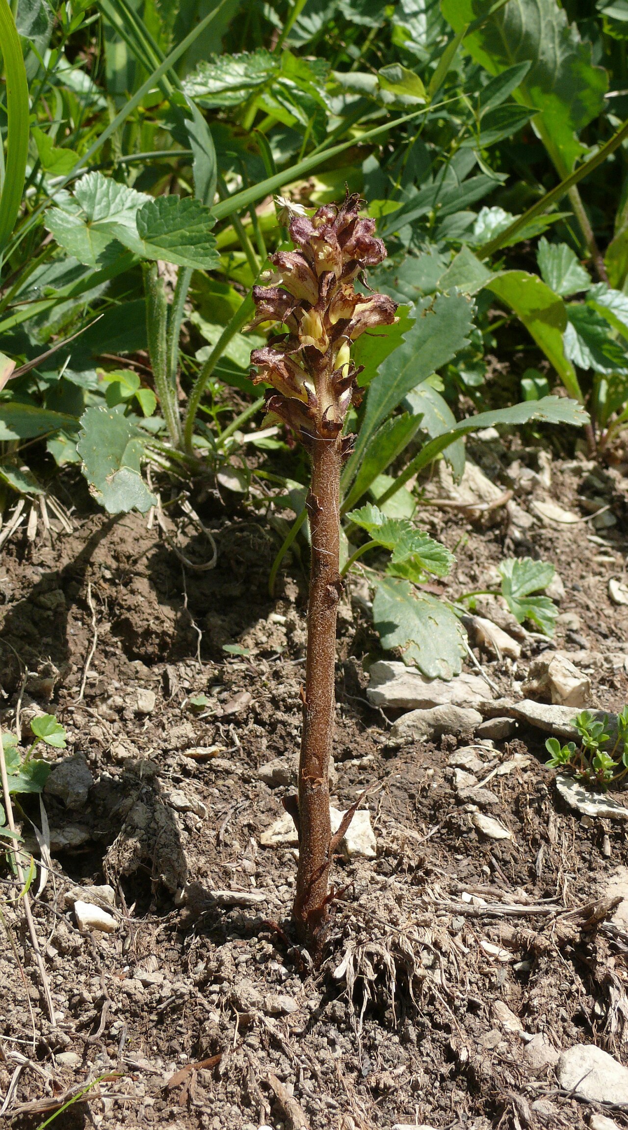 Thistle broomrape: Orobanche reticulata , Allgäuer Alpen, Deutschland