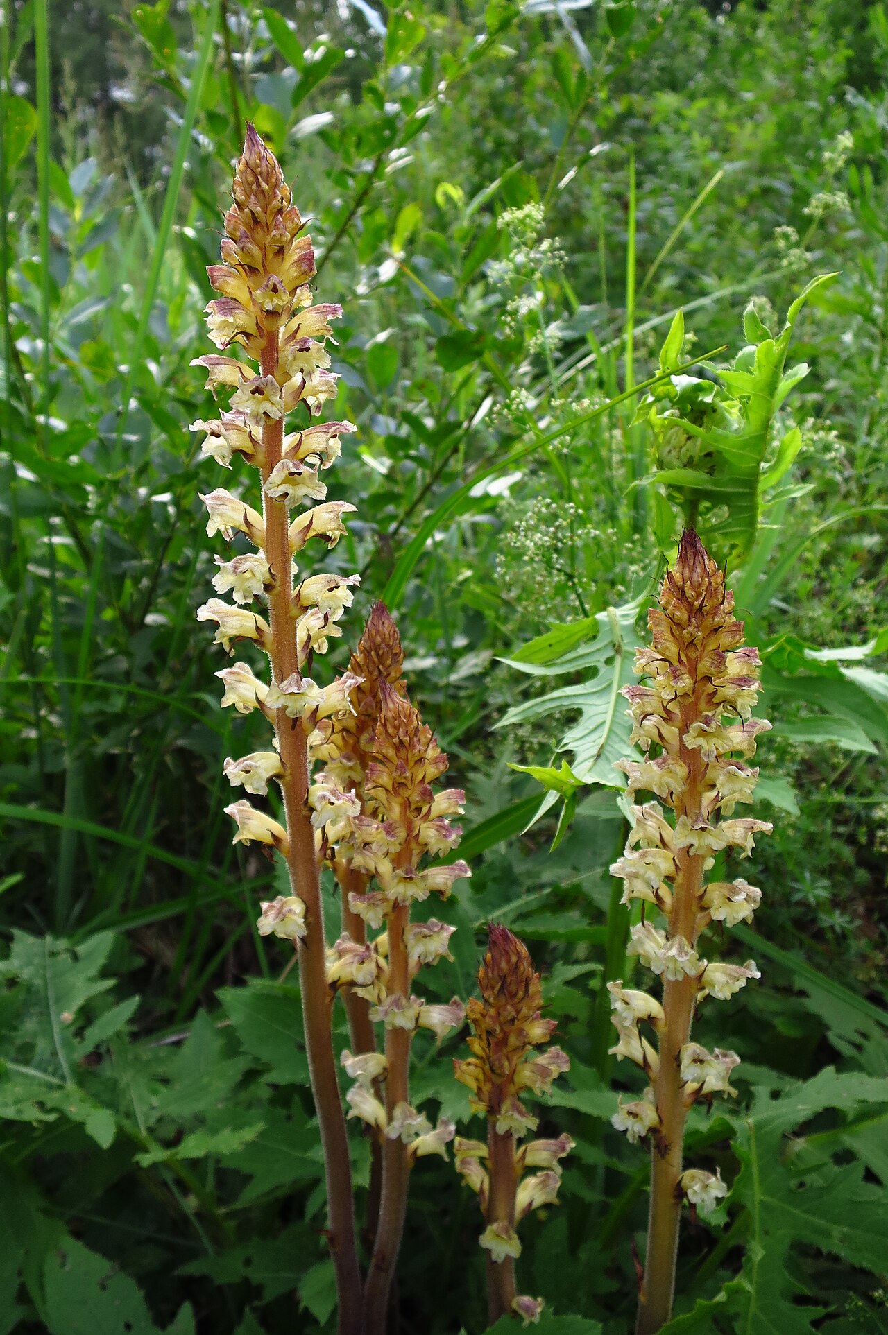 Thistle broomrape: Orobanche pallidiflora in Estonia