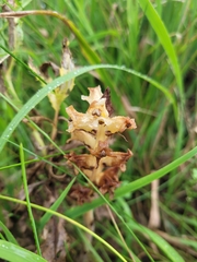 Thistle broomrape (Orobanche reticulata)