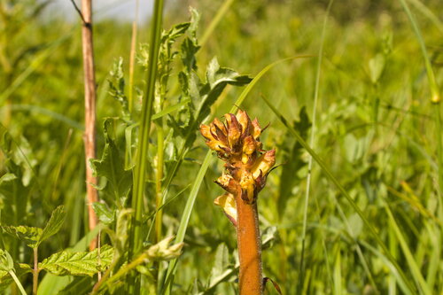 Thistle broomrape (Orobanche reticulata)