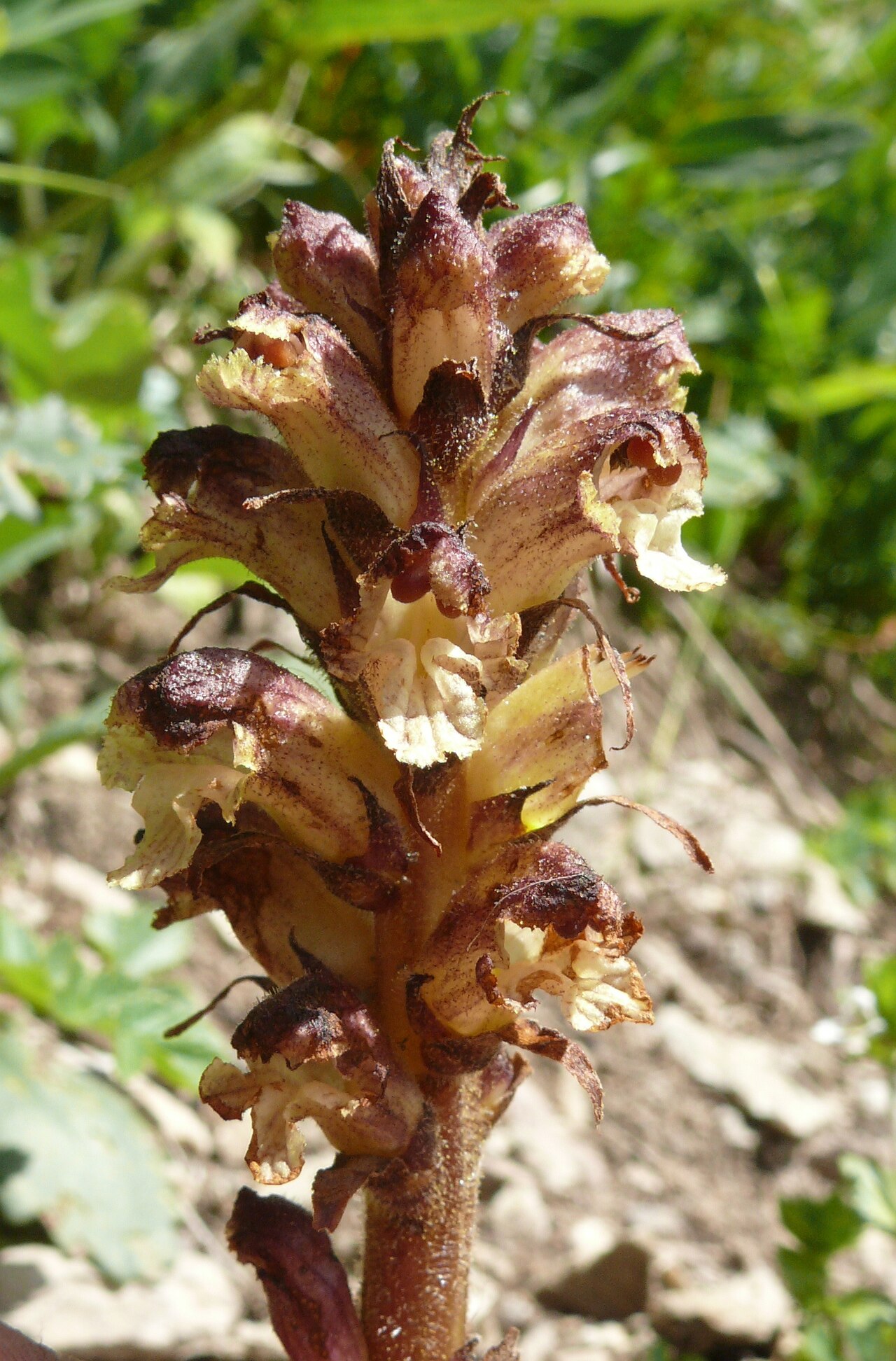 Thistle broomrape: Orobanche reticulata , Allgäuer Alpen, Deutschland