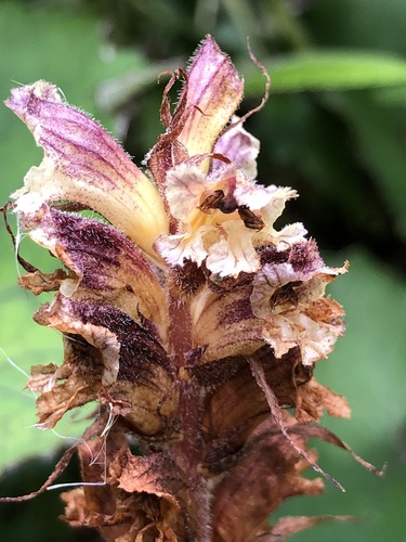 Thistle broomrape (Orobanche reticulata)