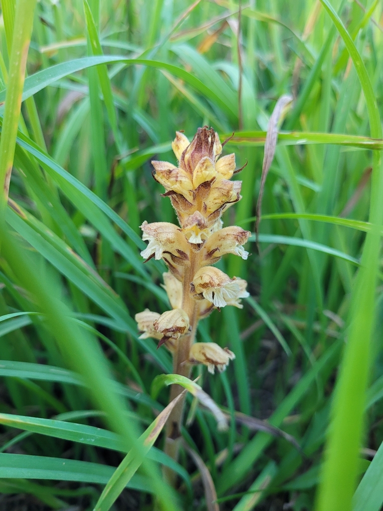 Thistle broomrape (Orobanche reticulata)
