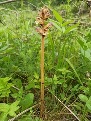 Thistle broomrape (Orobanche reticulata)