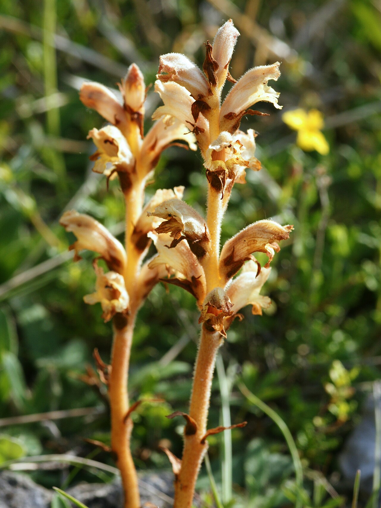 Orobanche teucrii: Germander Broomrape close to Nismes