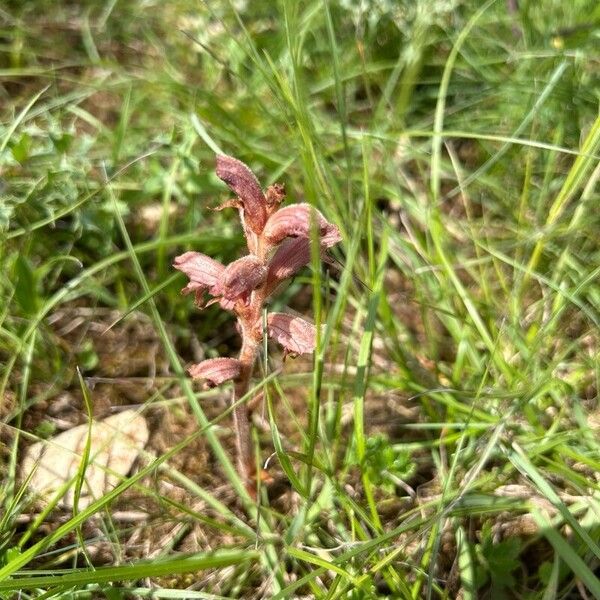 Orobanche teucrii (Orobanche teucrii)