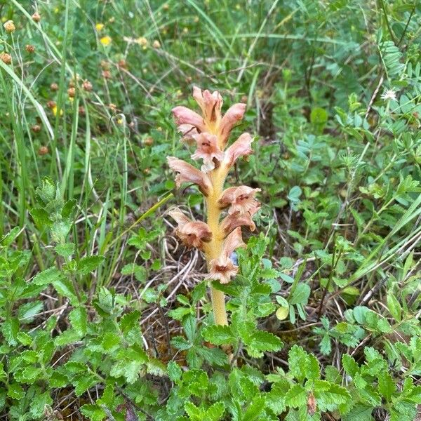 Orobanche teucrii (Orobanche teucrii)