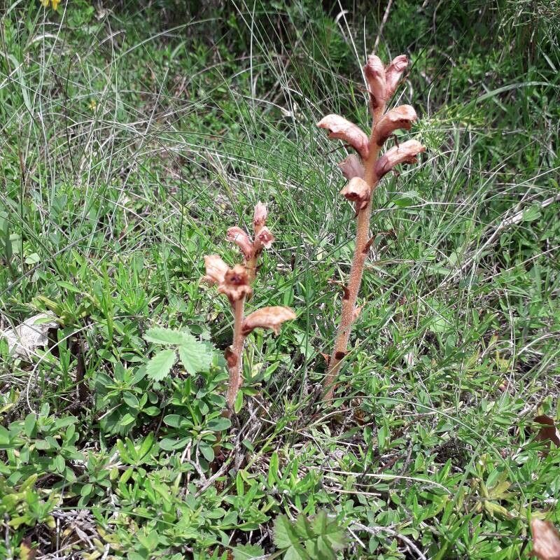 Orobanche teucrii (Orobanche teucrii)