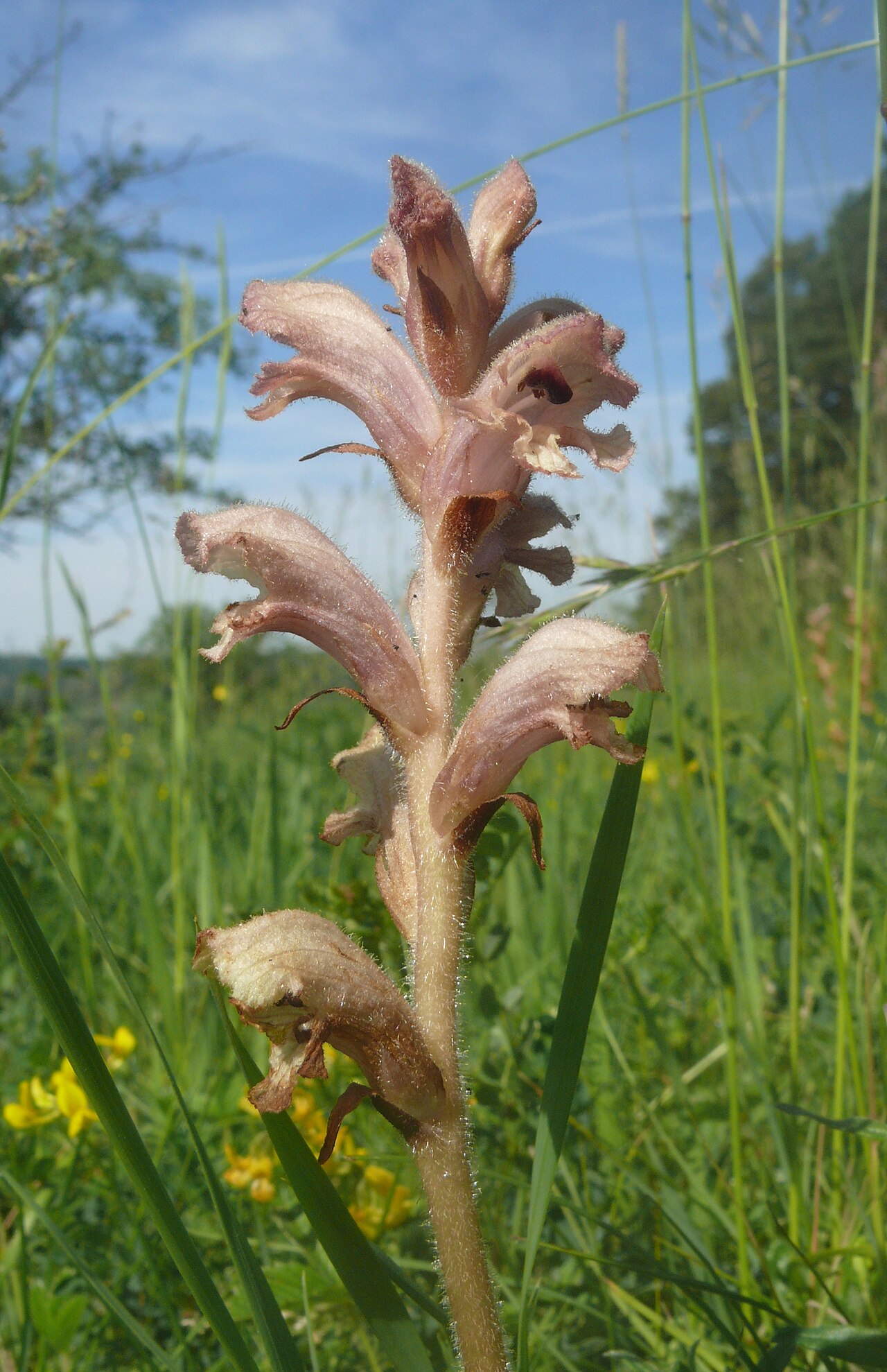 Orobanche teucrii: Orobanche teucrii , Bauland