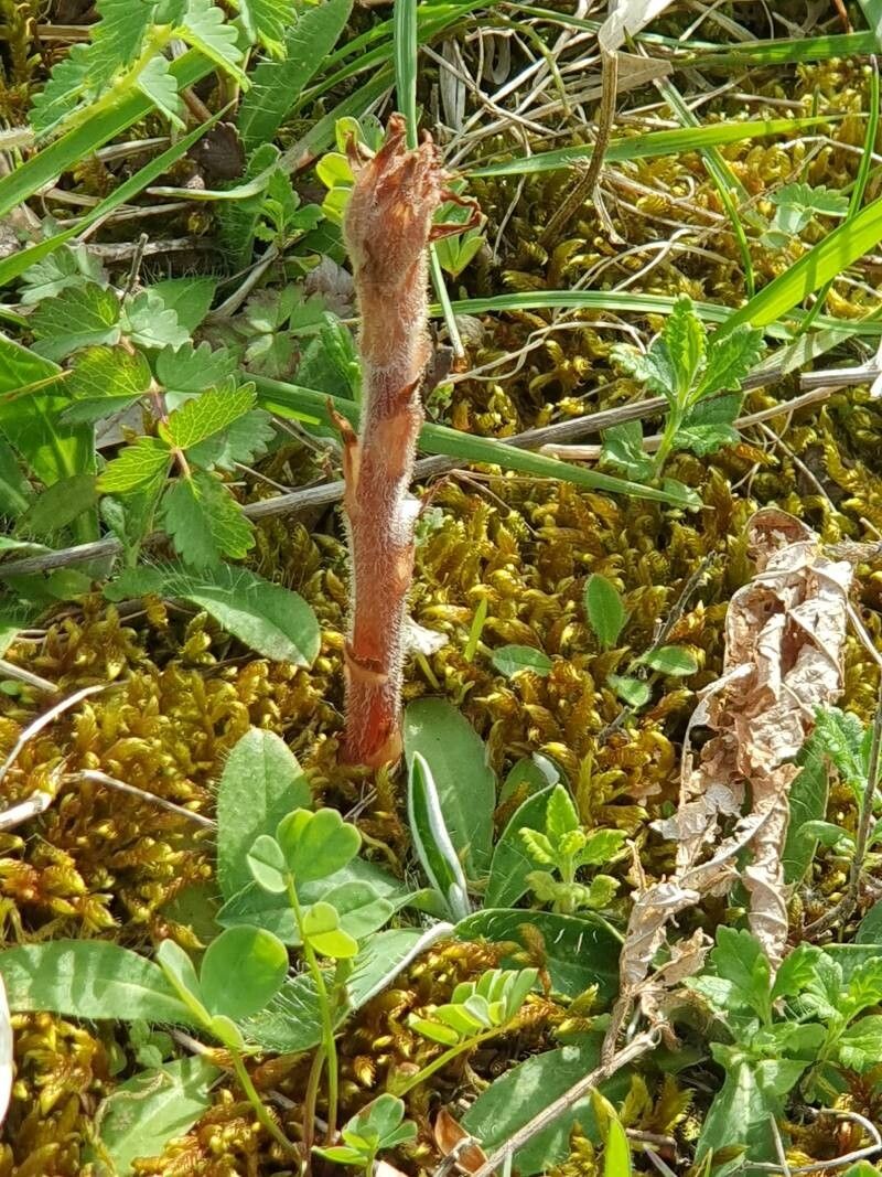 Orobanche teucrii (Orobanche teucrii)