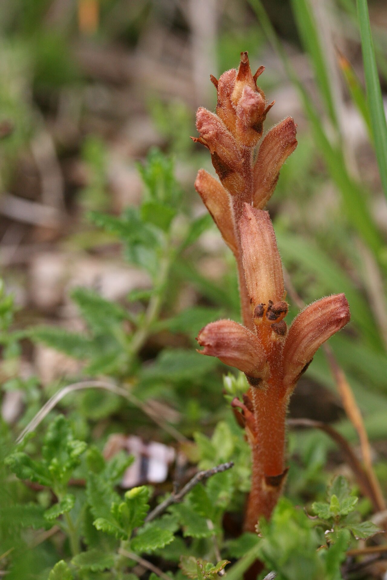 Orobanche teucrii: Gamanderbremraap parasiterend op echte gamander, gefotografeerd in natuurpark Viroin-Hermeton.
