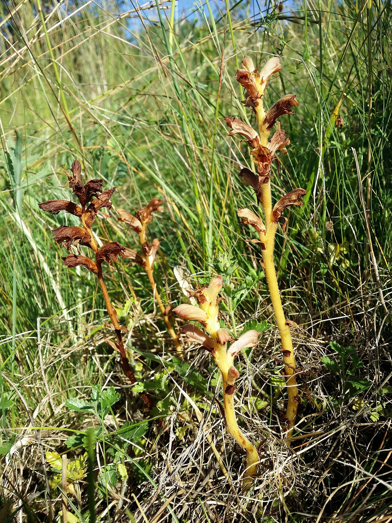 Orobanche teucrii: Habitus Taxonym: Orobanche teucrii ss Fischer et al. EfÖLS 2008 ISBN 978-3-85474-187-9 Location: Steinberg near Ernstbrunn, district Korneuburg, Lower Austria -