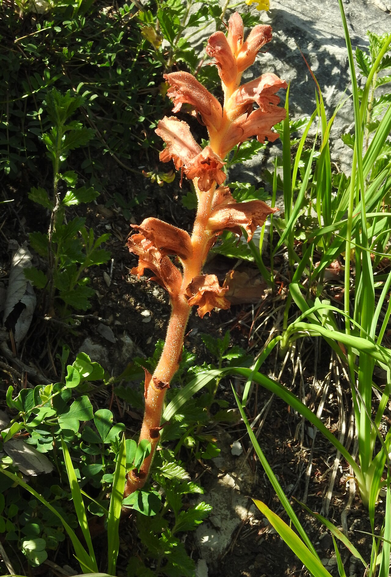 Orobanche teucrii: Orobanche teucrii , between Radniger Alm and Radnig, Carinthia, Austria