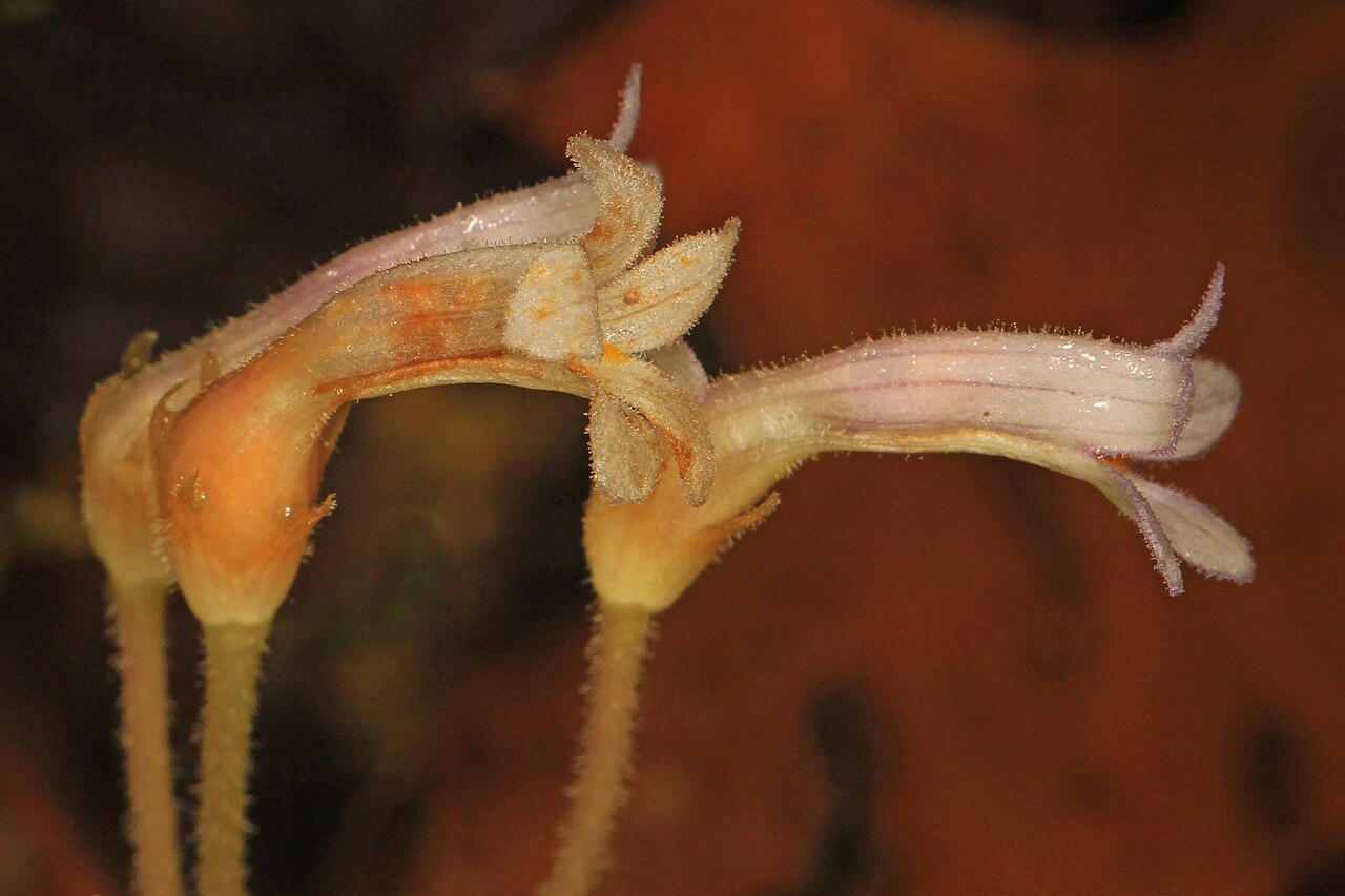 Oneflowered broomrape: One-flowered Cancer Root - Orobranch uniflora, Jones Preserve, Washington, Virginia. Saprophytic plant
