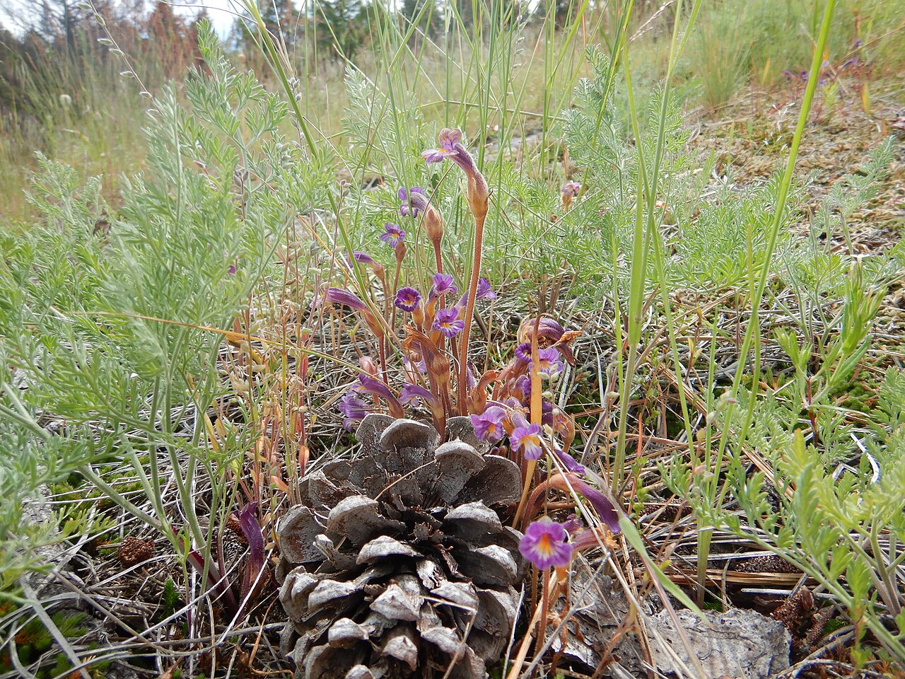 Oneflowered broomrape: Oneflowered broomrape is common and locally abundant on Wild Horse Island generally in open dry sites and often where the vegetation is low statured or sparse.