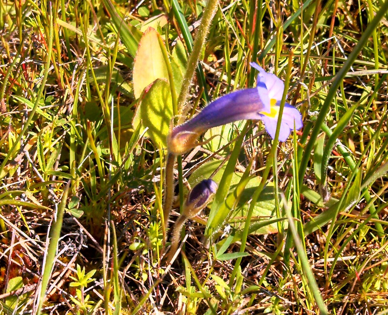 Oneflowered broomrape: Orobanche uniflora (Naked Broomrape) Catherine Creek Trail #4400 , Columbia River Gorge National Scenic Area ....it is a parasitic plant, tapping nutrients from