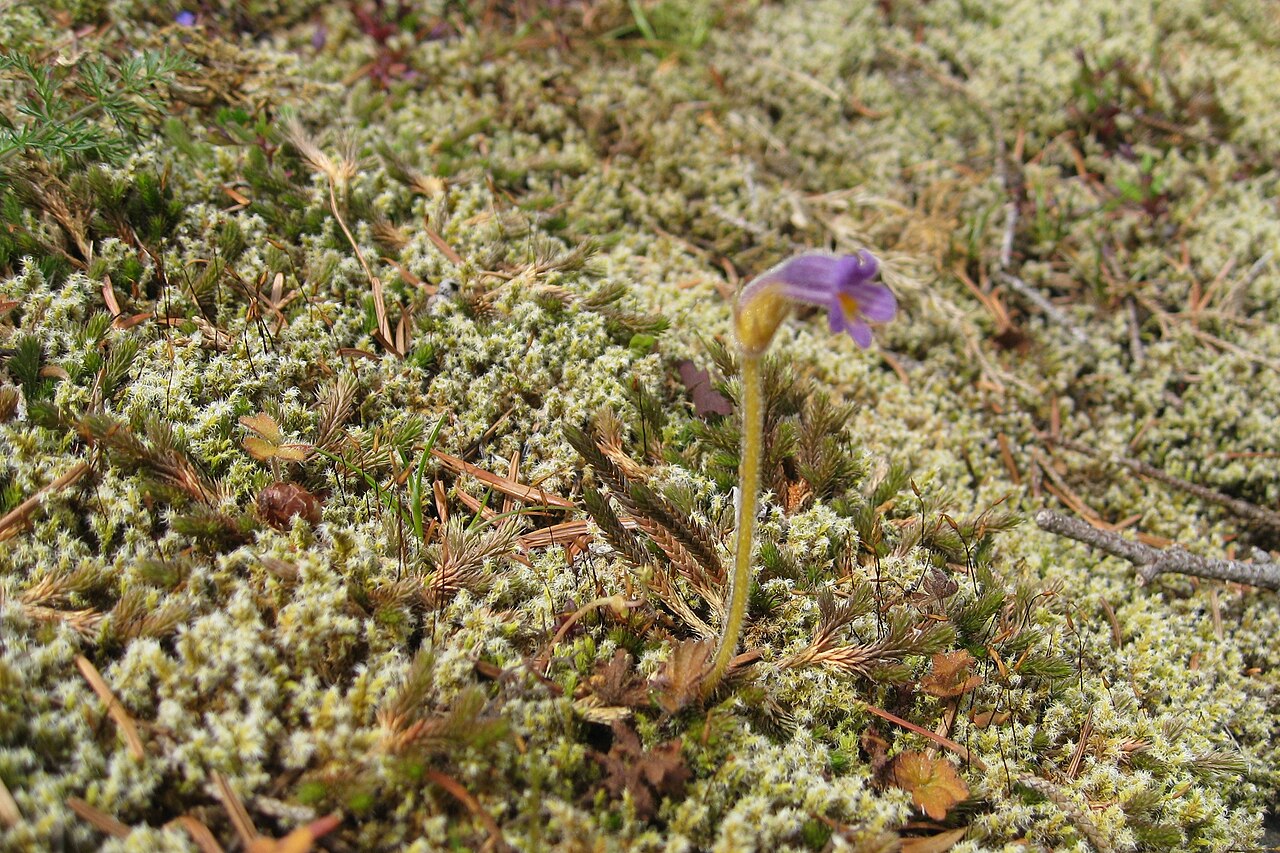 Oneflowered broomrape: Orobanche uniflora (Naked Broomrape) ....it is a parasitic plant, tapping nutrients from many other species of plants, including those in the Asteraceae, Saxifr