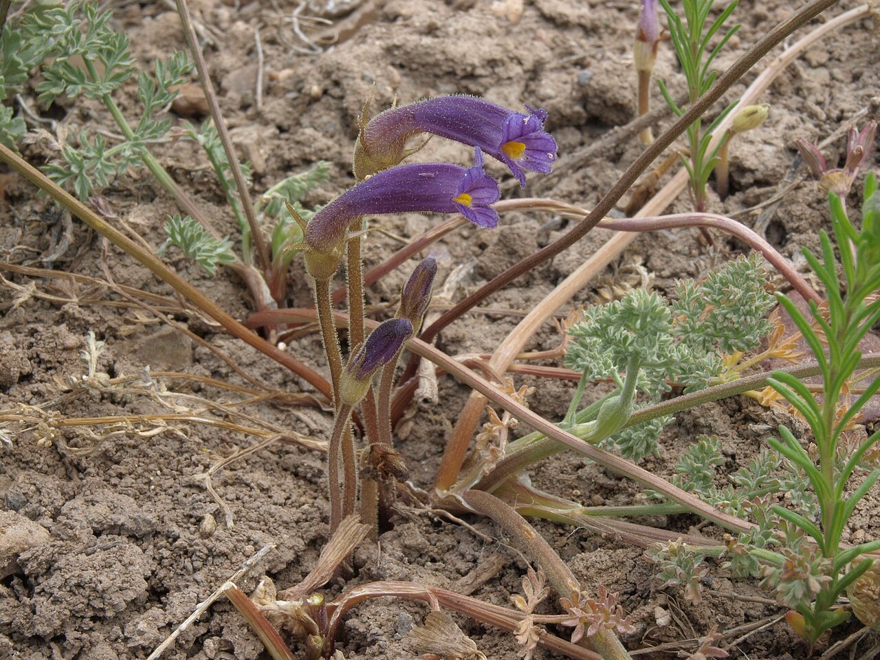 Oneflowered broomrape: oneflower broomrape, Orobanche uniflora, Pine Nut Mountains, elevation 1810 m
