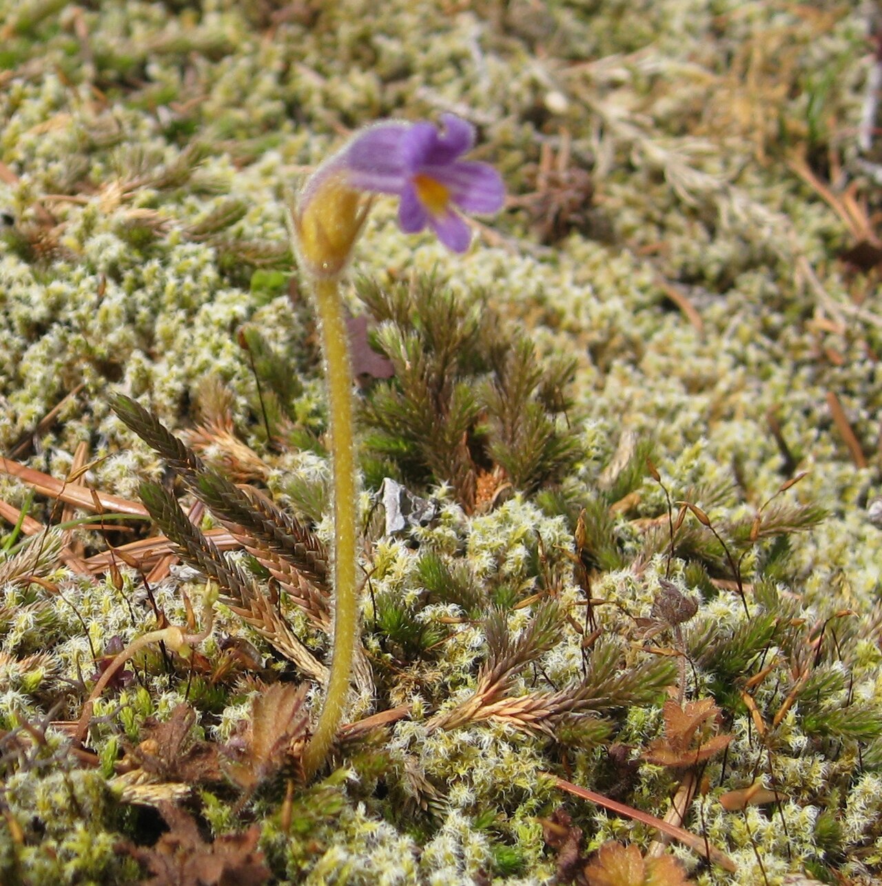 Oneflowered broomrape: Orobanche uniflora (Naked Broomrape) ....it is a parasitic plant, tapping nutrients from many other species of plants, including those in the Asteraceae, Saxifr