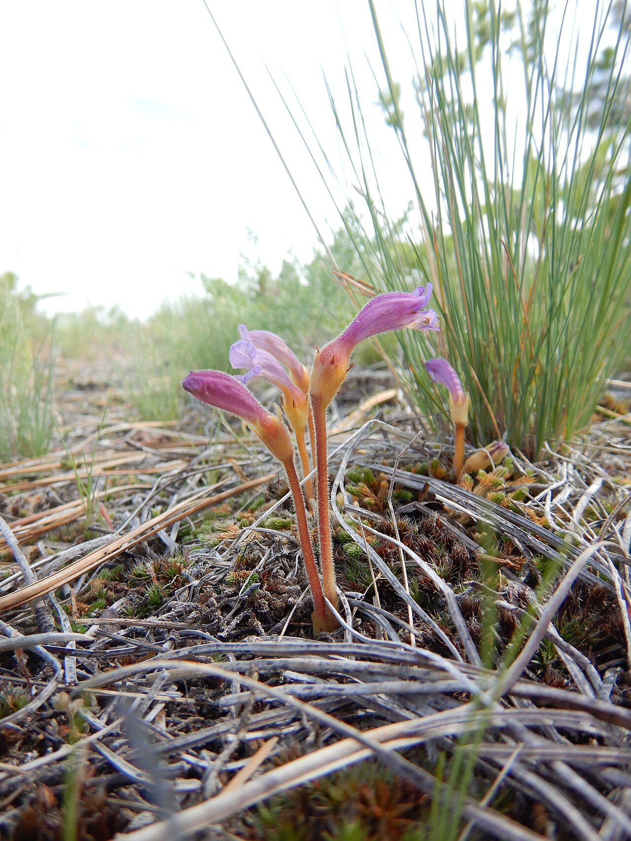 Oneflowered broomrape: Oneflowered broomrape is common and locally abundant on Wild Horse Island generally in open dry sites and often where the vegetation is low statured or sparse.