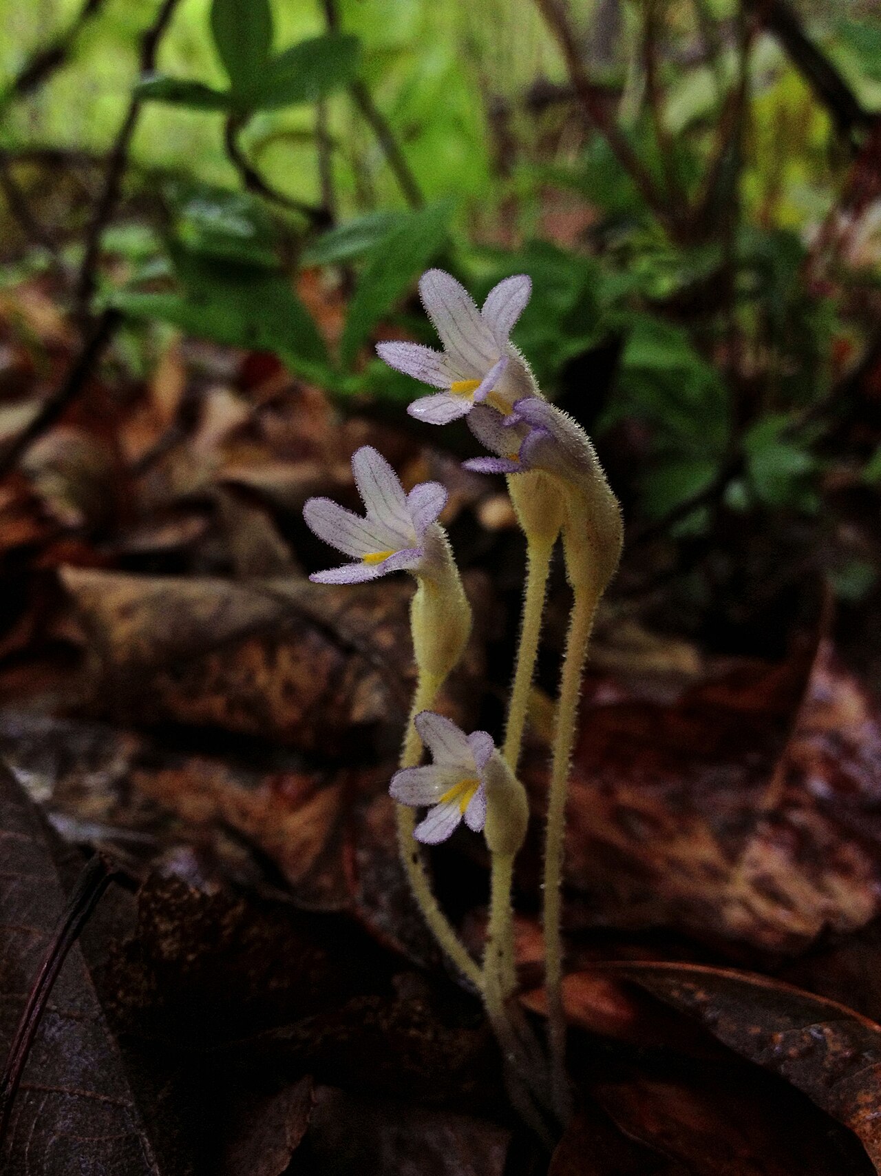 Oneflowered broomrape: Photo of Orobanche uniflora in flower. This is a native plant growing wild in Great Falls Park, in Fairfax county Virginia, USA. This species is a member of the
