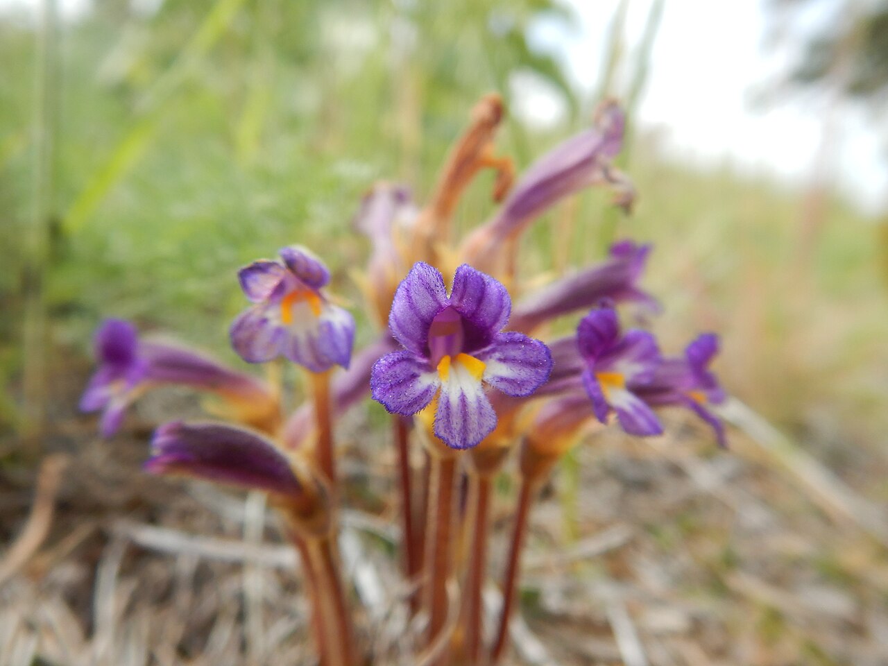 Oneflowered broomrape: Oneflowered broomrape is common and locally abundant on Wild Horse Island generally in open dry sites and often where the vegetation is low statured or sparse.