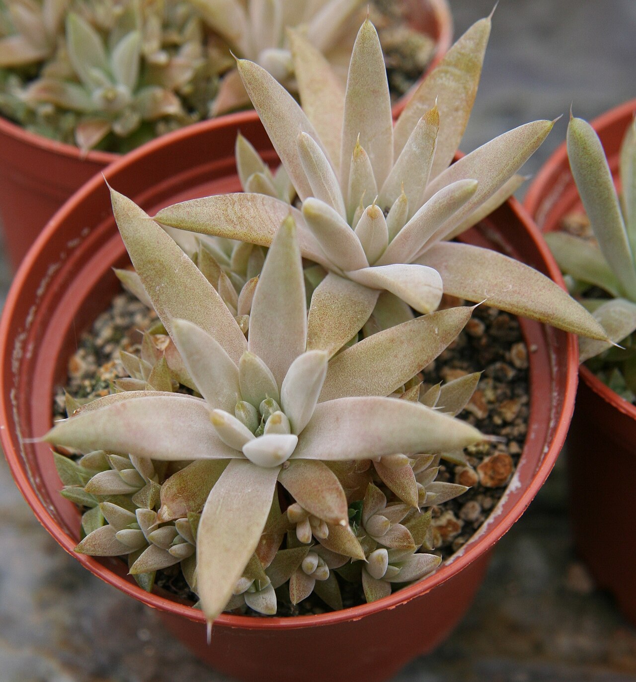 Fimbriate orostachys: Orostachys fimbriata in der Gärtnerei Flores-Reinecke, Leverkusen