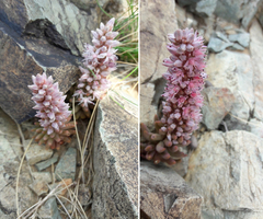 Fimbriate orostachys (Orostachys fimbriata)