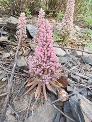 Fimbriate orostachys (Orostachys fimbriata)