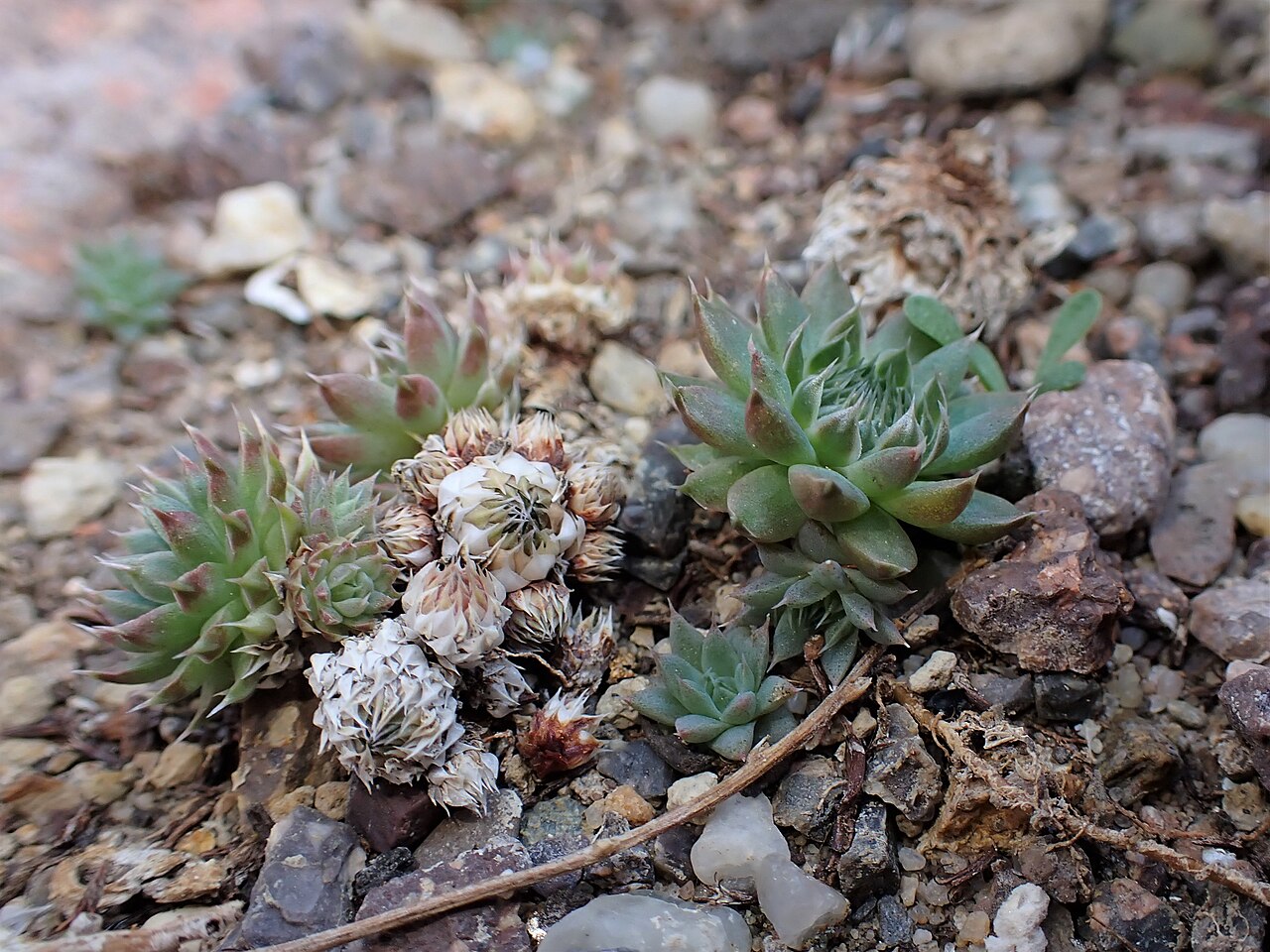 Fimbriate orostachys: Orostachys fimbriata in the Botanischer Garten Halle