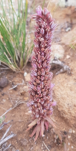 Fimbriate orostachys (Orostachys fimbriata)