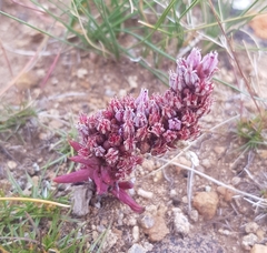 Fimbriate orostachys (Orostachys fimbriata)