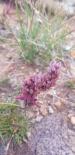 Fimbriate orostachys (Orostachys fimbriata)