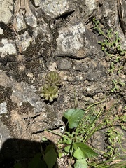 Fimbriate orostachys (Orostachys fimbriata)