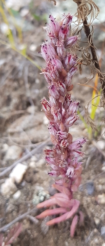 Fimbriate orostachys (Orostachys fimbriata)