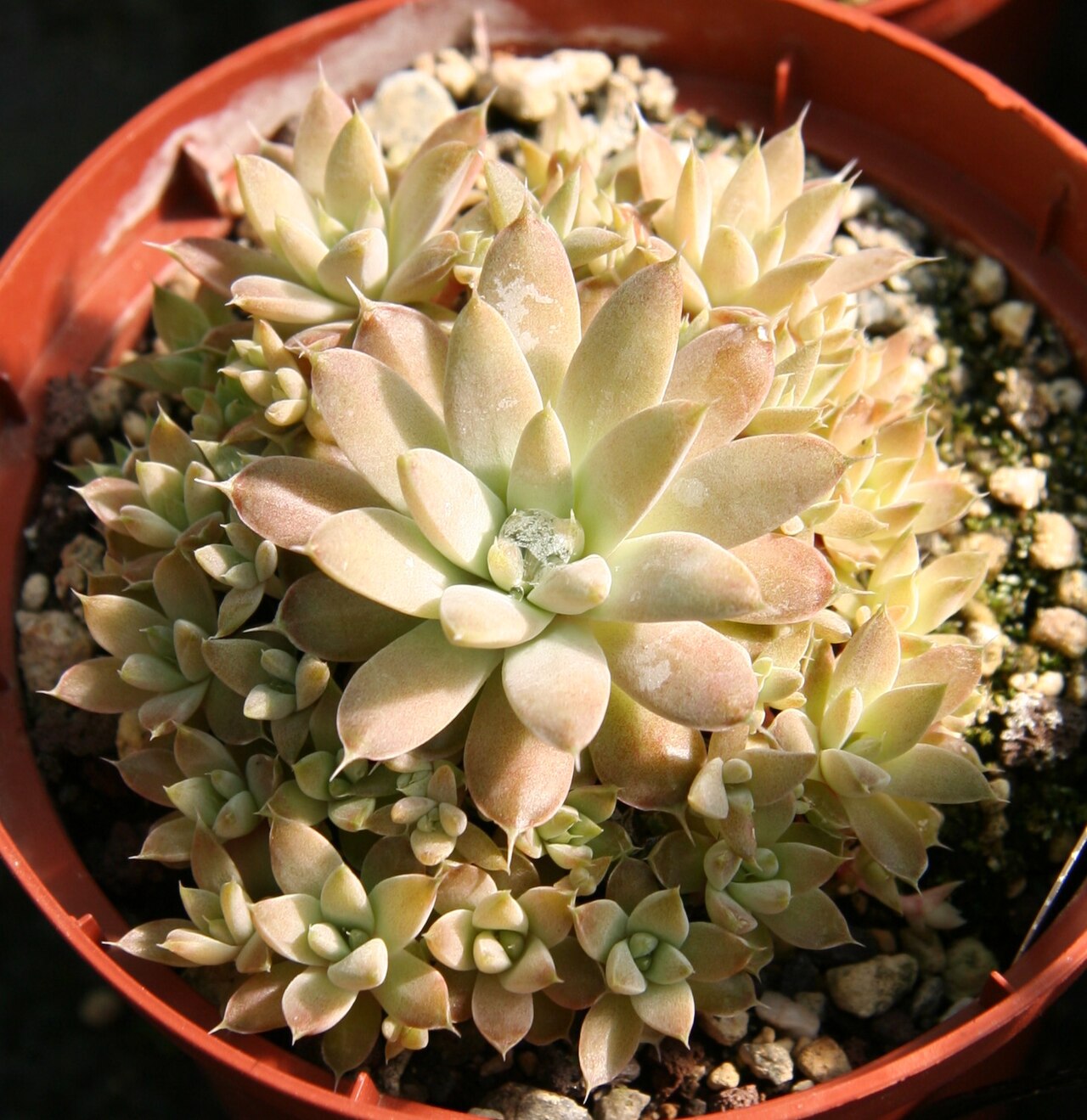 Fimbriate orostachys: Orostachys fimbriata