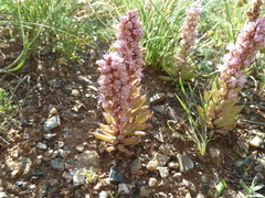 Fimbriate orostachys (Orostachys fimbriata)