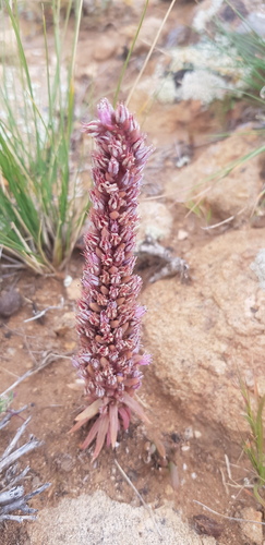 Fimbriate orostachys (Orostachys fimbriata)
